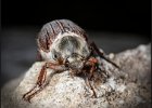 John Scholey - Cockchafer Beetle - Wildlife Trophy